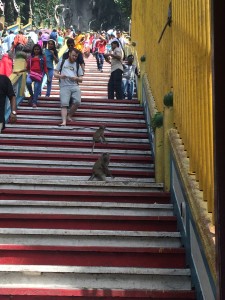 Monos en las escaleras de las Batu Caves